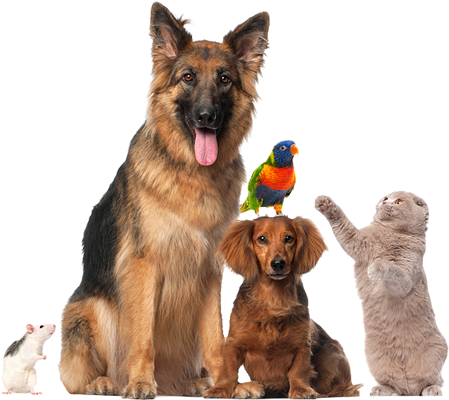Pets