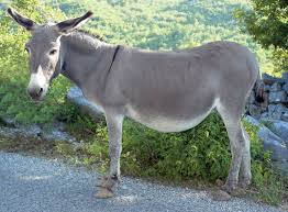 Cool field working, handsome Donkey for sale